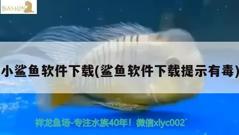 小鯊魚軟件下載(鯊魚軟件下載提示有毒)