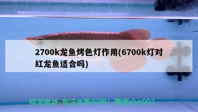 2700k龍魚烤色燈作用(6700k燈對紅龍魚適合嗎)