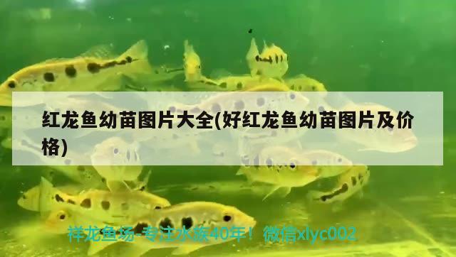 紅龍魚幼苗圖片大全(好紅龍魚幼苗圖片及價(jià)格) 魚缸凈水劑