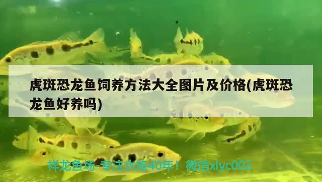 觀賞魚網(wǎng)購平臺（觀賞魚網(wǎng)購平臺有哪些）