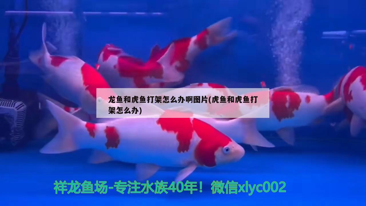 龍魚和虎魚打架怎么辦啊圖片(虎魚和虎魚打架怎么辦) 虎魚百科