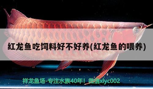 紅龍魚吃飼料好不好養(yǎng)(紅龍魚的喂養(yǎng)) 藍(lán)底過背金龍魚