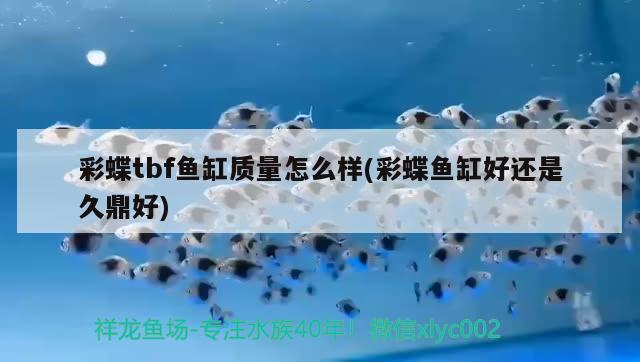 彩蝶tbf魚缸質(zhì)量怎么樣(彩蝶魚缸好還是久鼎好)