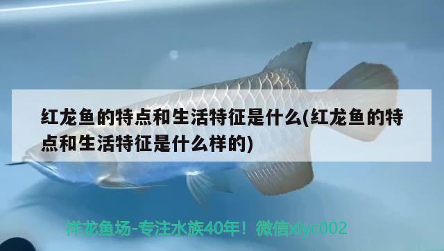 黃顙魚(yú)魚(yú)缸 容易死嗎視頻講解：黃顙魚(yú)魚(yú)缸 容易死嗎視頻講解下載