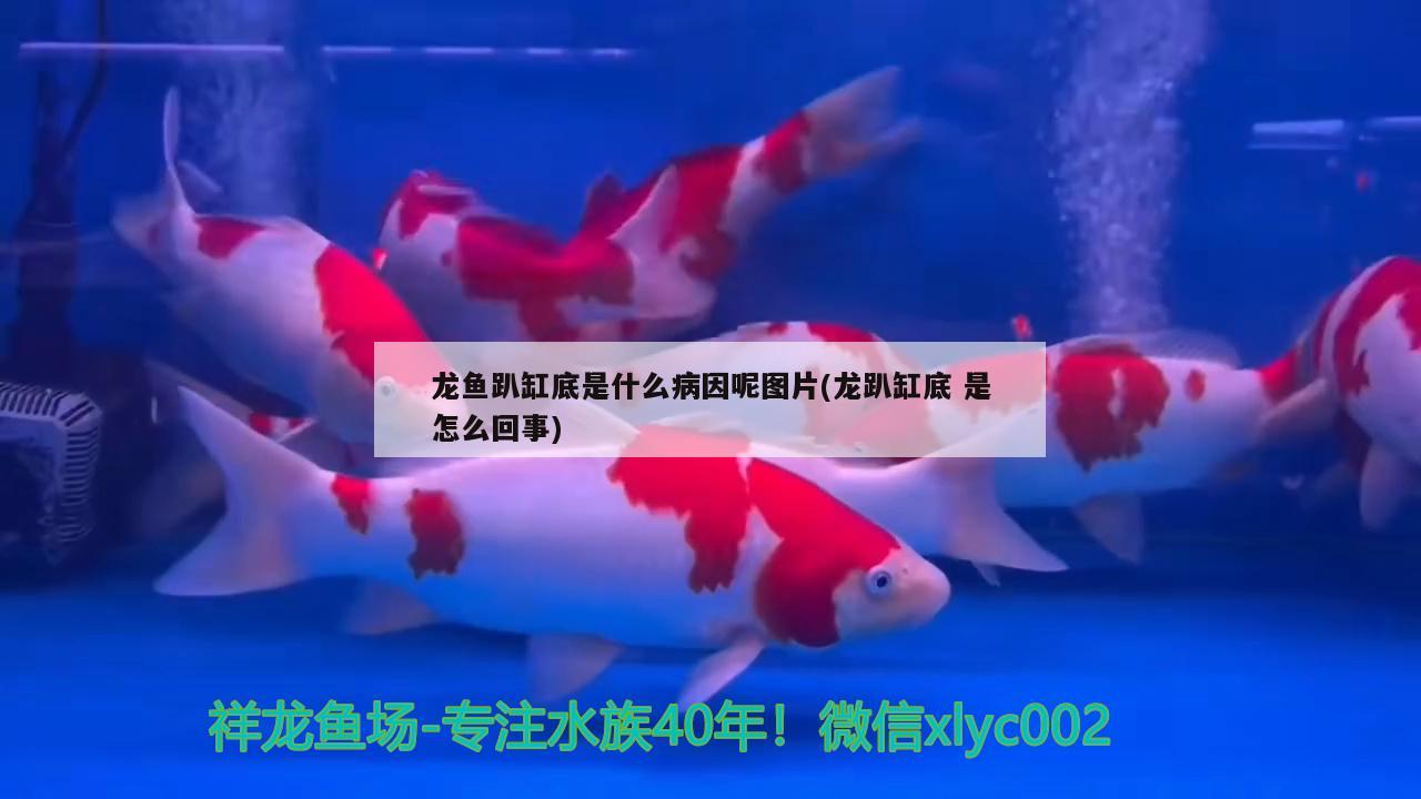 小魚缸背景和底色用哪種好看，魚缸壁紙什么顏色好看 養(yǎng)魚的好處 第2張