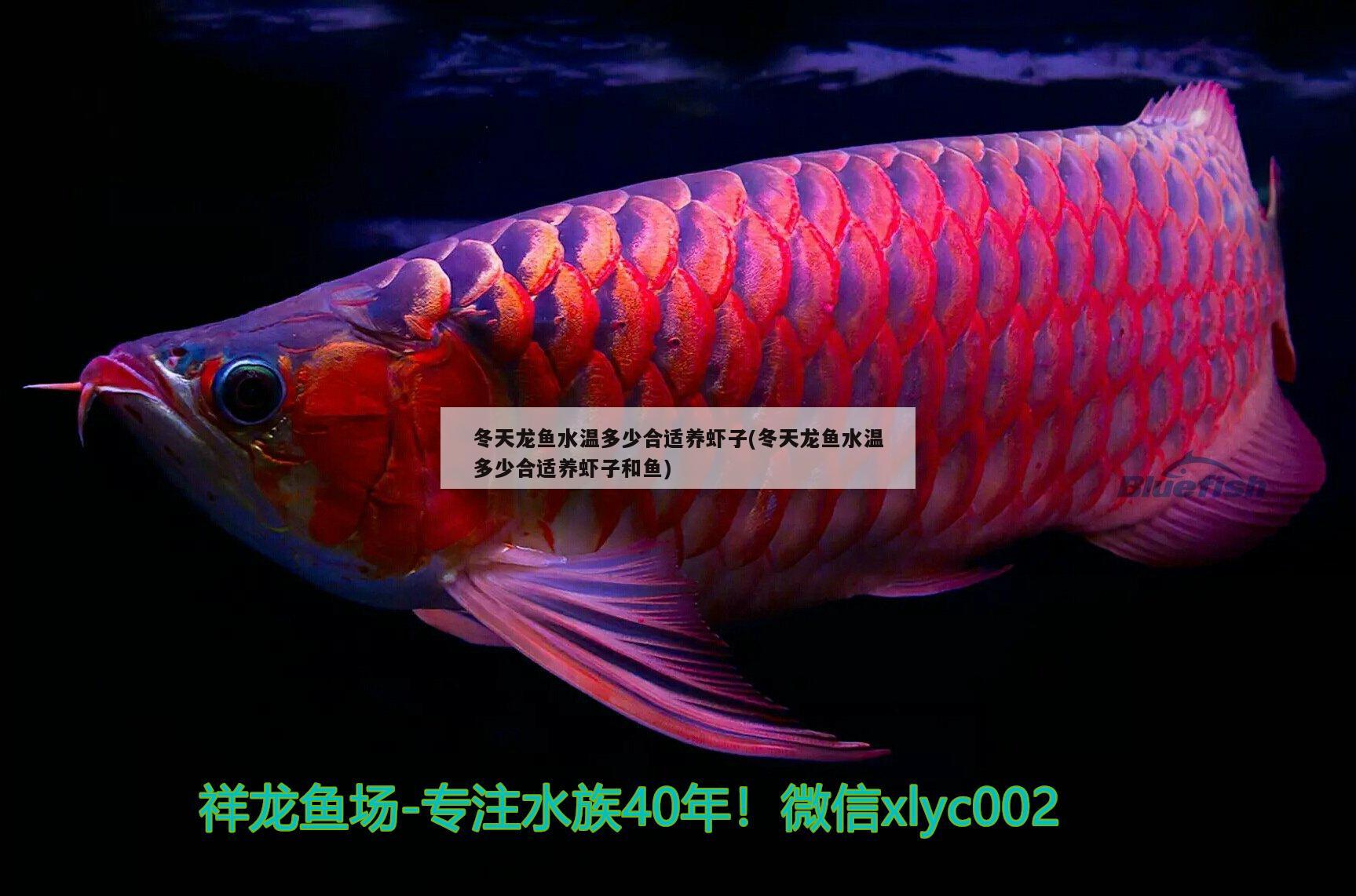 冬天龍魚(yú)水溫多少合適養(yǎng)蝦子(冬天龍魚(yú)水溫多少合適養(yǎng)蝦子和魚(yú))