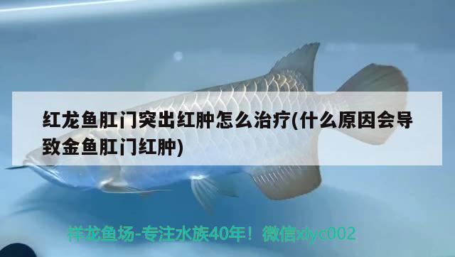 紅龍魚(yú)肛門突出紅腫怎么治療(什么原因會(huì)導(dǎo)致金魚(yú)肛門紅腫)