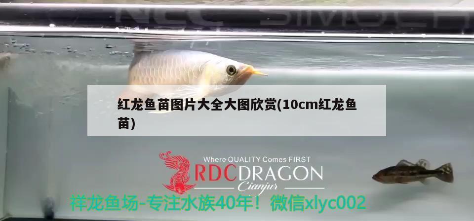 紅龍魚苗圖片大全大圖欣賞(10cm紅龍魚苗)