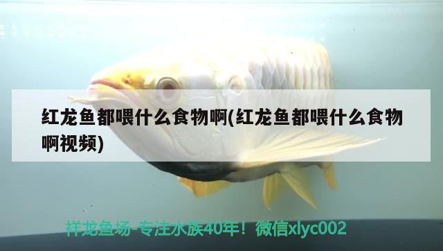 紅龍魚都喂什么食物啊(紅龍魚都喂什么食物啊視頻)