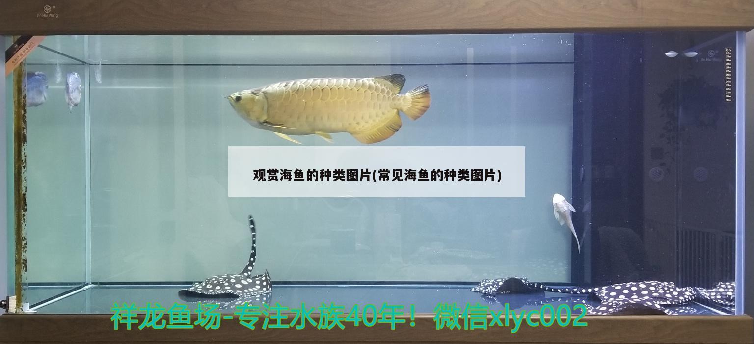 魚缸過濾機(jī)怎么安裝視頻教程（魚缸過濾器安裝步驟）