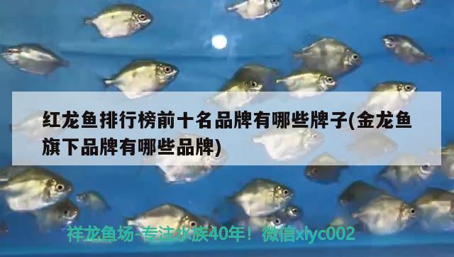 紅龍魚(yú)排行榜前十名品牌有哪些牌子(金龍魚(yú)旗下品牌有哪些品牌) 元寶鳳凰魚(yú)專用魚(yú)糧