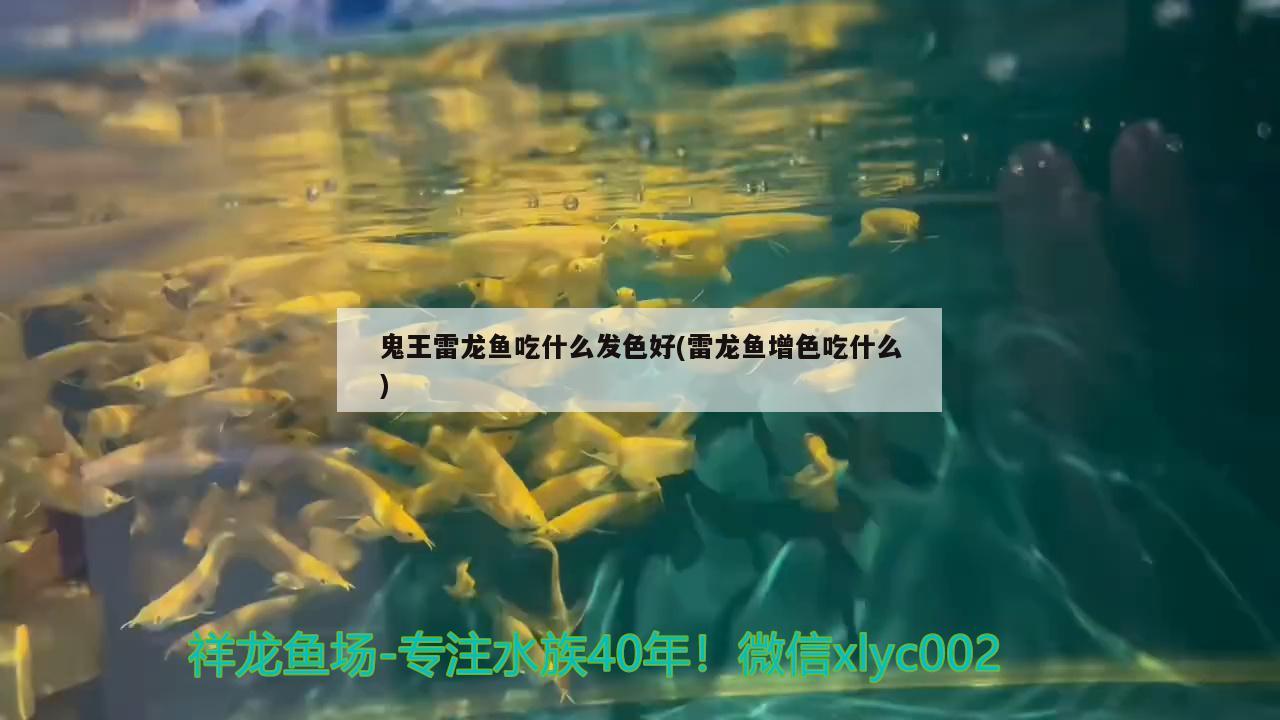 鬼王雷龍魚(yú)吃什么發(fā)色好(雷龍魚(yú)增色吃什么)