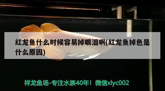 紅龍魚(yú)什么時(shí)候容易掉眼淚啊(紅龍魚(yú)掉色是什么原因) 高背金龍魚(yú)