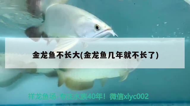 金龍魚不長(zhǎng)大(金龍魚幾年就不長(zhǎng)了) 觀賞魚魚苗