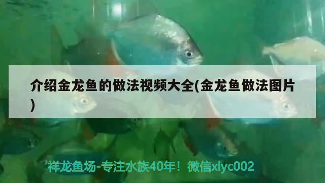 介紹金龍魚的做法視頻大全(金龍魚做法圖片) 飛鳳魚