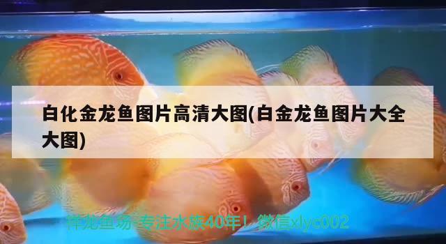 白化金龍魚圖片高清大圖(白金龍魚圖片大全大圖) 慈雕魚