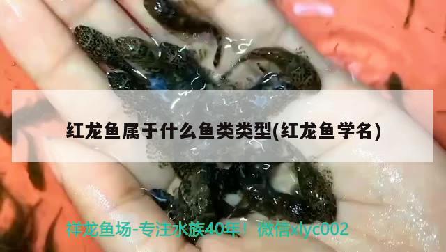 紅龍魚屬于什么魚類類型(紅龍魚學(xué)名)