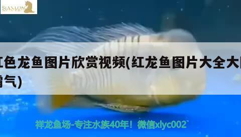 紅色龍魚(yú)圖片欣賞視頻(紅龍魚(yú)圖片大全大圖霸氣)