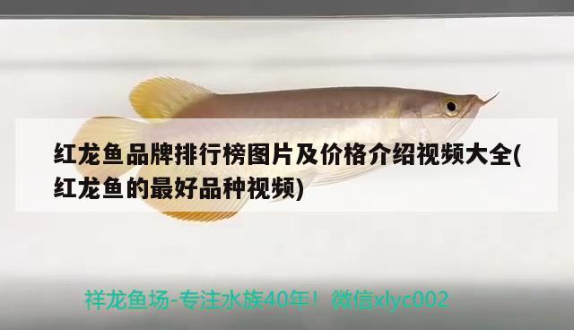 紅龍魚品牌排行榜圖片及價(jià)格介紹視頻大全(紅龍魚的最好品種視頻) 巴西亞魚苗