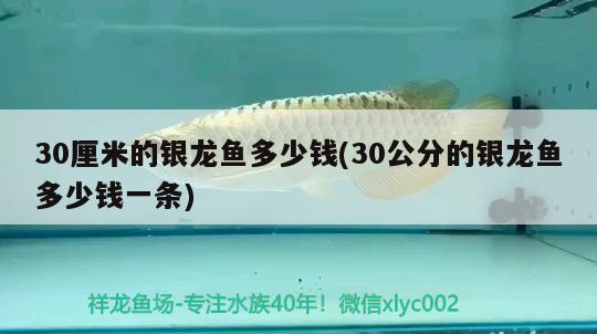 30厘米的銀龍魚多少錢(30公分的銀龍魚多少錢一條) 銀龍魚百科