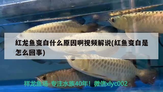 紅龍魚變白什么原因啊視頻解說(紅魚變白是怎么回事) 廣州龍魚批發(fā)市場