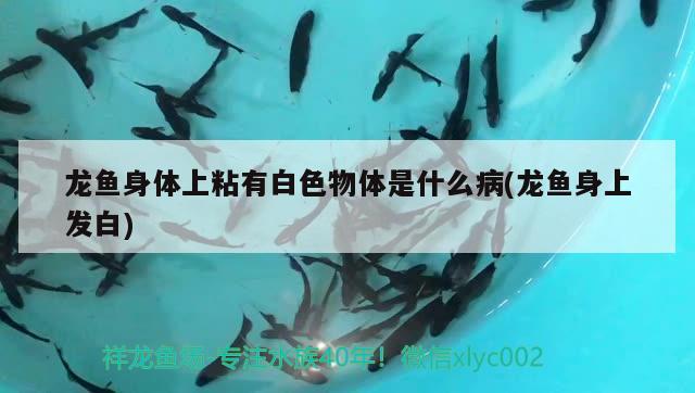 龍魚身體上粘有白色物體是什么病(龍魚身上發(fā)白) 七紋巨鯉魚 第2張