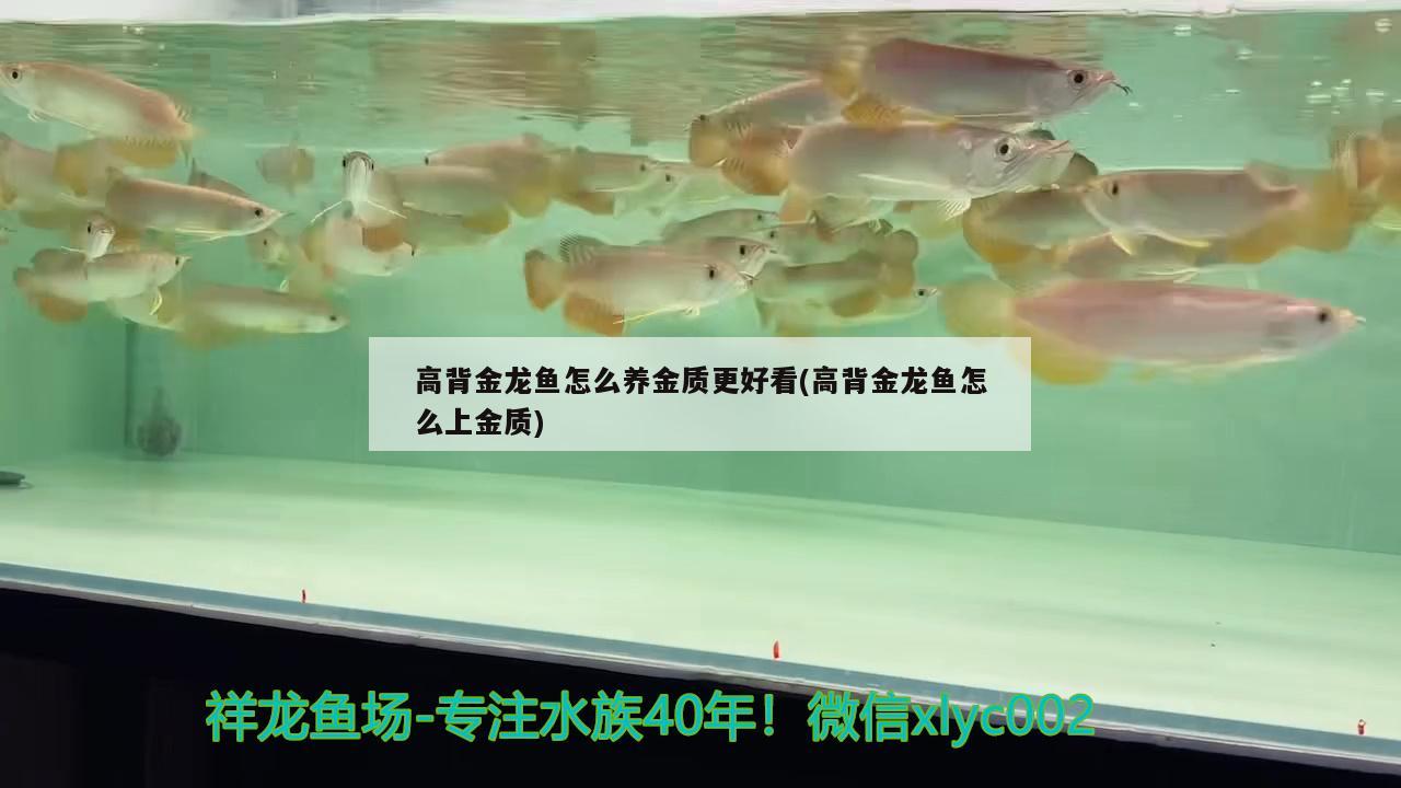 高背金龍魚怎么養(yǎng)金質(zhì)更好看(高背金龍魚怎么上金質(zhì))