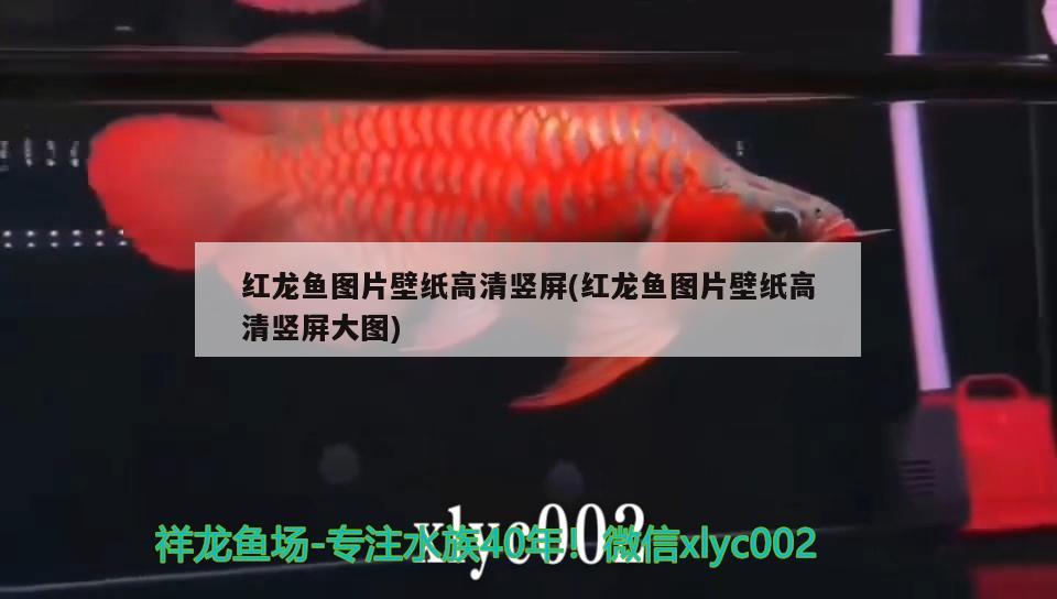 紅龍魚圖片壁紙高清豎屏(紅龍魚圖片壁紙高清豎屏大圖) 三間鼠魚苗