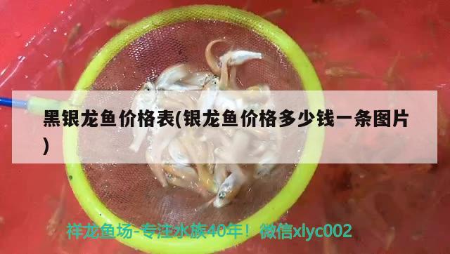 黑銀龍魚價格表(銀龍魚價格多少錢一條圖片)