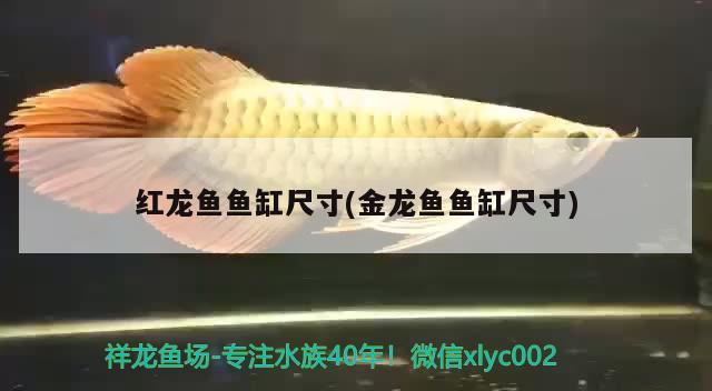 紅龍魚魚缸尺寸(金龍魚魚缸尺寸) 刀魚魚