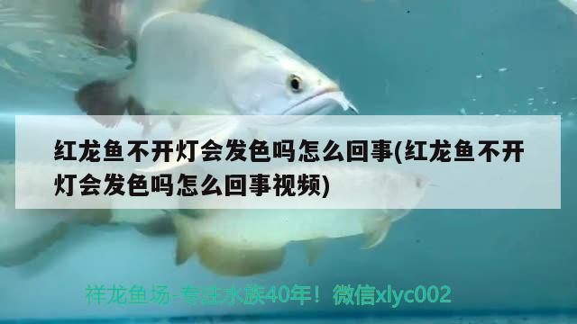 月亮寶石魚繁殖前兆，月亮寶石魚好養(yǎng)嗎，月亮寶石魚繁殖前兆 金老虎魚 第1張