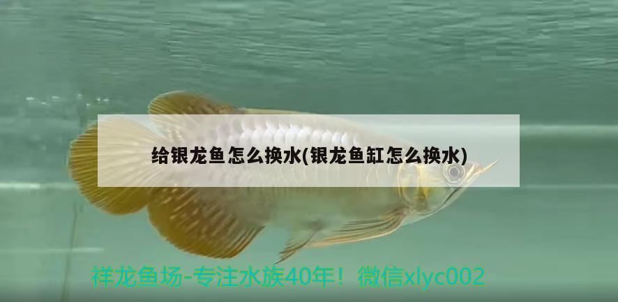 給銀龍魚怎么換水(銀龍魚缸怎么換水)