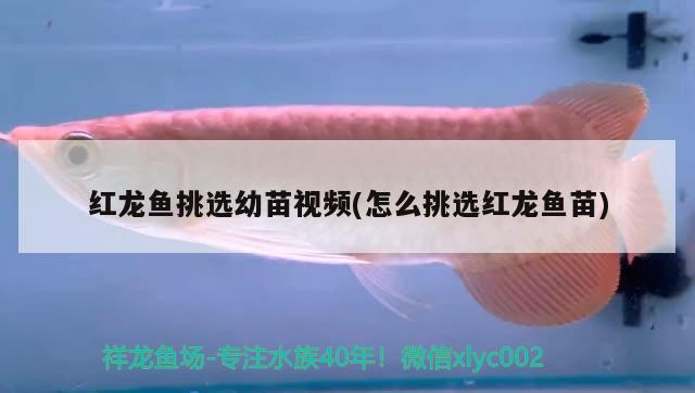 紅龍魚(yú)挑選幼苗視頻(怎么挑選紅龍魚(yú)苗)