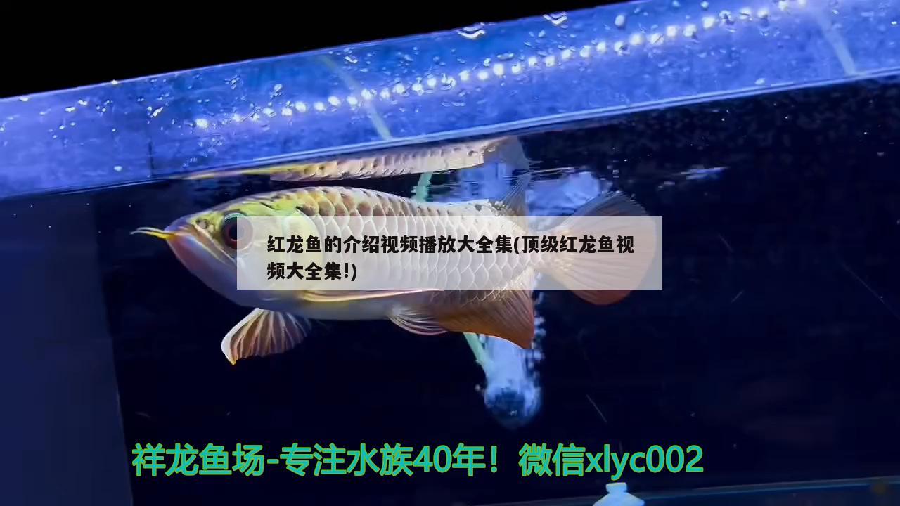 紅龍魚的介紹視頻播放大全集(頂級(jí)紅龍魚視頻大全集!) 蘇虎