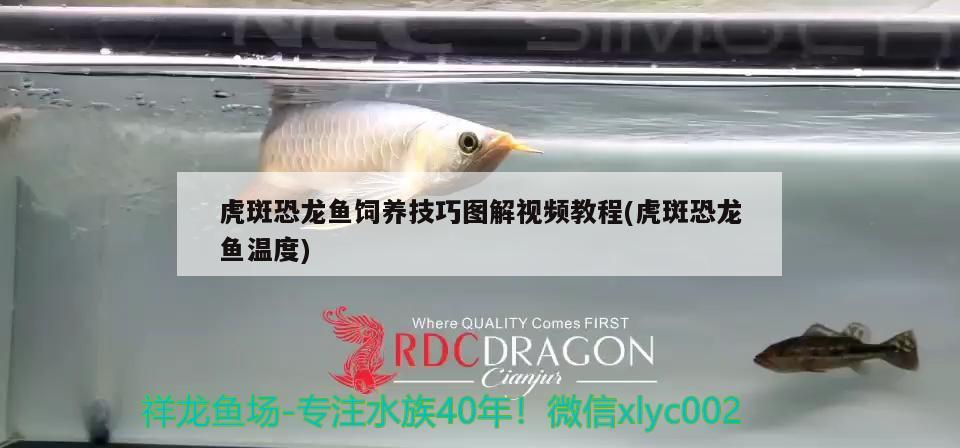 虎斑恐龍魚飼養(yǎng)技巧圖解視頻教程(虎斑恐龍魚溫度)