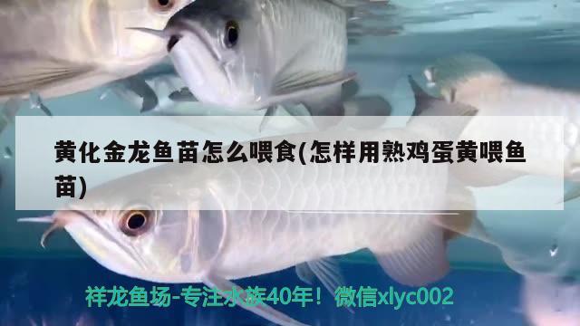 黃化金龍魚苗怎么喂食(怎樣用熟雞蛋黃喂魚苗)