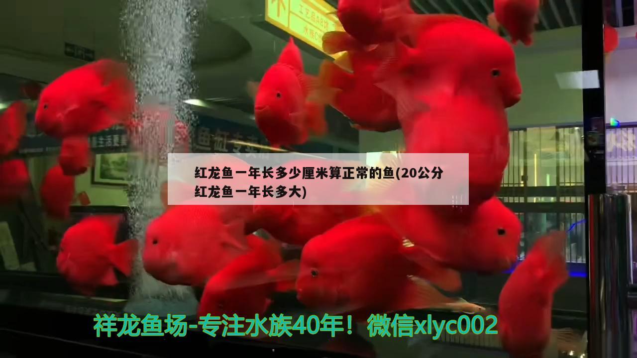 紅龍魚一年長多少厘米算正常的魚(20公分紅龍魚一年長多大) 廣州水族批發(fā)市場