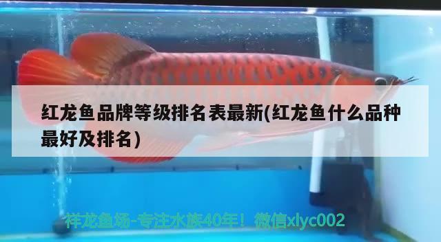 紅龍魚品牌等級排名表最新(紅龍魚什么品種最好及排名)