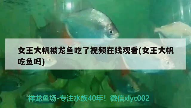 女王大帆被龍魚吃了視頻在線觀看(女王大帆吃魚嗎) 女王大帆魚