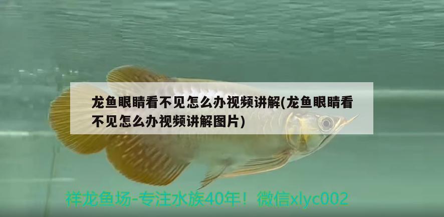 龍魚眼睛看不見怎么辦視頻講解(龍魚眼睛看不見怎么辦視頻講解圖片) 銀龍魚百科