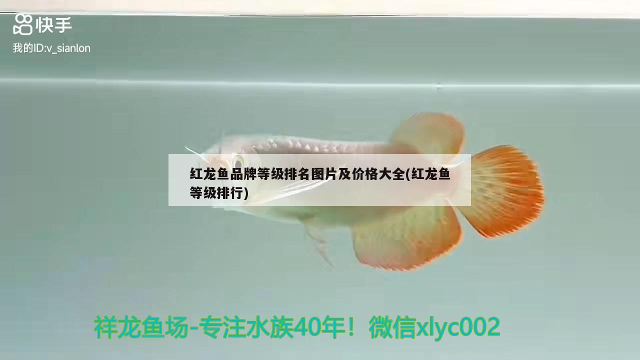 紅龍魚品牌等級排名圖片及價格大全(紅龍魚等級排行) 青龍魚