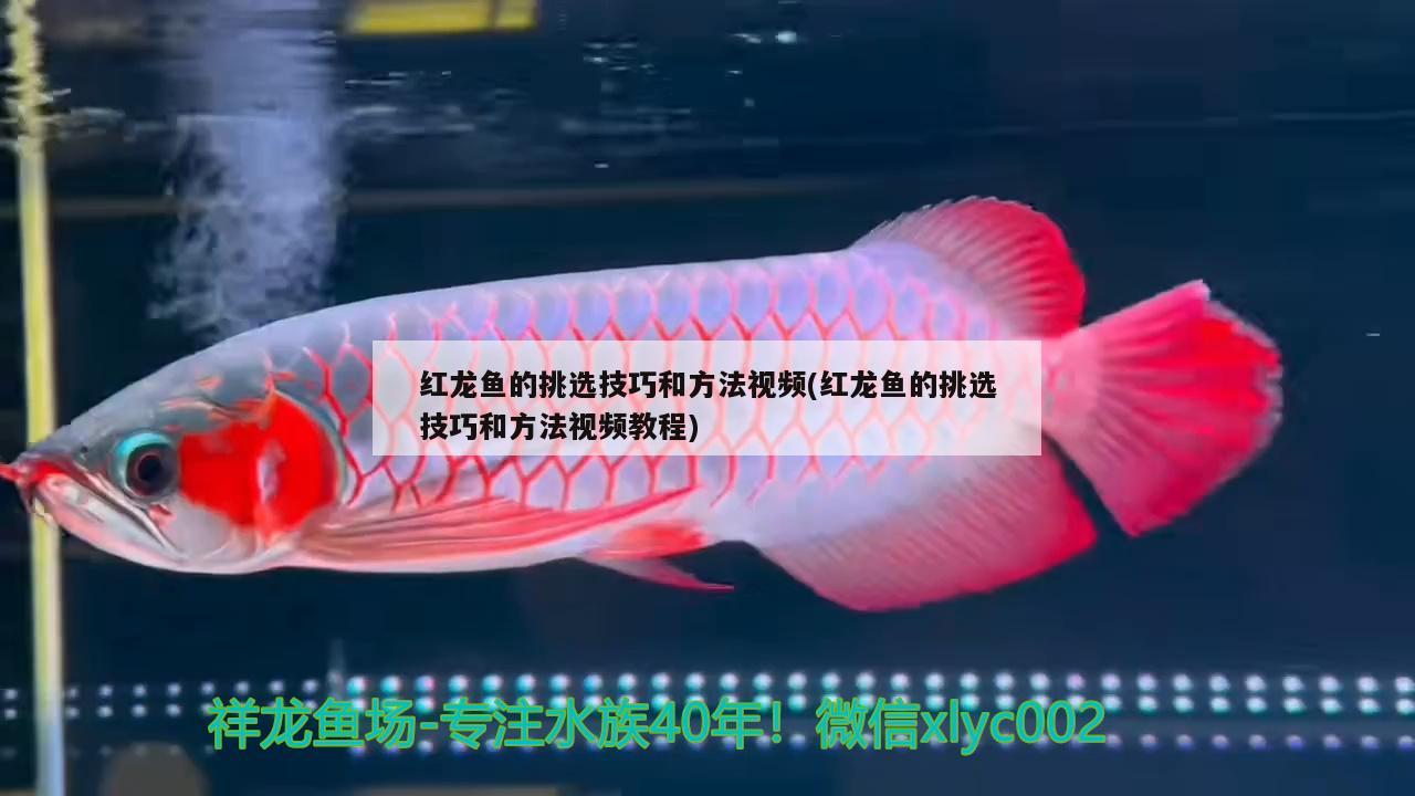 紅龍魚(yú)的挑選技巧和方法視頻(紅龍魚(yú)的挑選技巧和方法視頻教程) 帝王迷宮