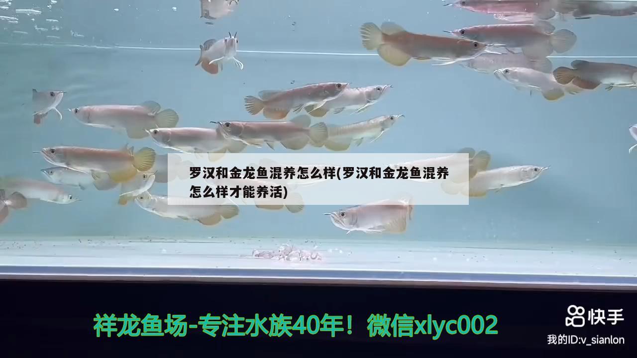 羅漢和金龍魚混養(yǎng)怎么樣(羅漢和金龍魚混養(yǎng)怎么樣才能養(yǎng)活) 大日玉鯖魚