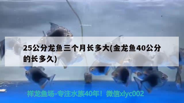 25公分龍魚三個(gè)月長(zhǎng)多大(金龍魚40公分的長(zhǎng)多久) 申古三間魚