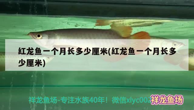 什么恐龍魚(yú)不咬魚(yú)（什么恐龍不吃） 女王大帆魚(yú)苗 第2張