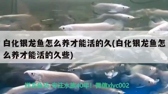 白化銀龍魚怎么養(yǎng)才能活的久(白化銀龍魚怎么養(yǎng)才能活的久些) 銀龍魚