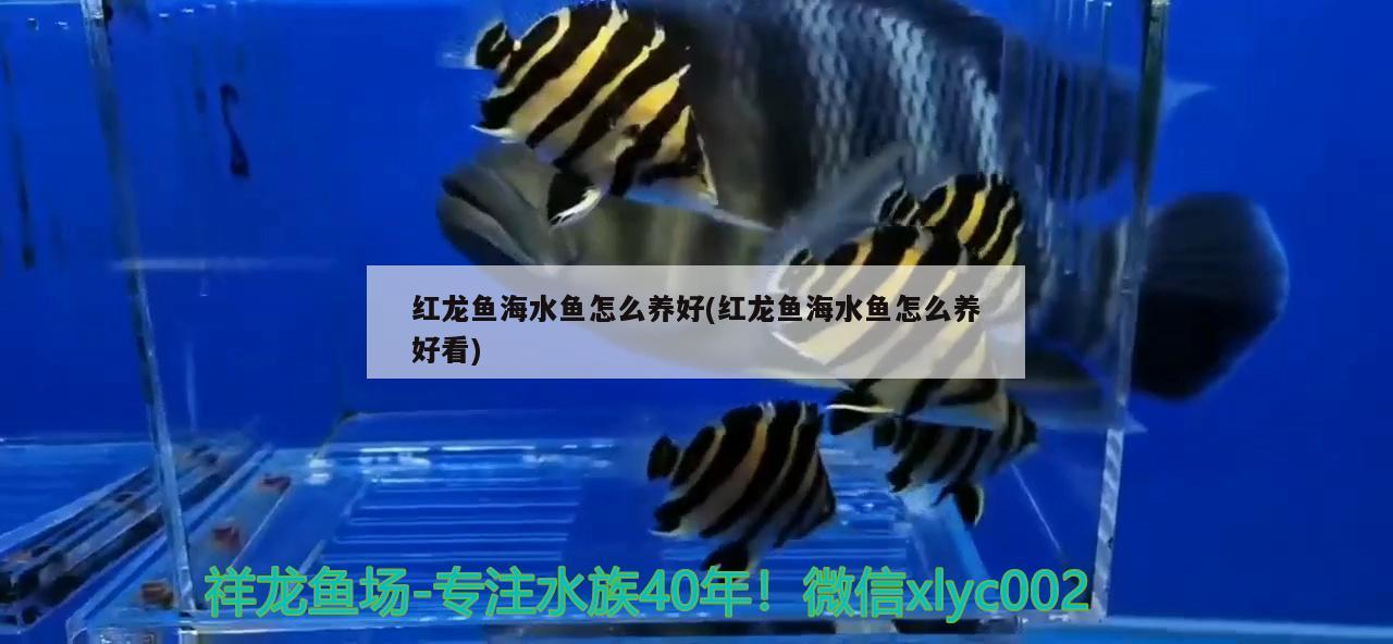 紅龍魚海水魚怎么養(yǎng)好(紅龍魚海水魚怎么養(yǎng)好看) 海水魚