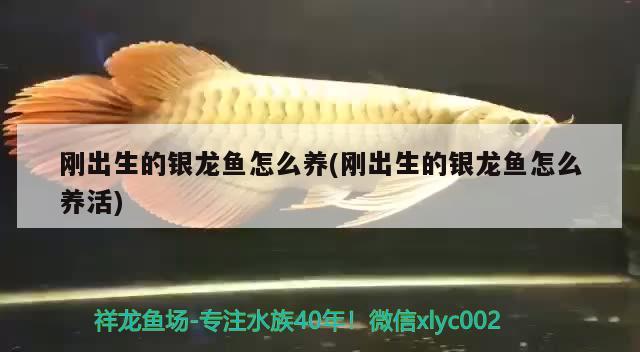 剛出生的銀龍魚(yú)怎么養(yǎng)(剛出生的銀龍魚(yú)怎么養(yǎng)活) 銀龍魚(yú)