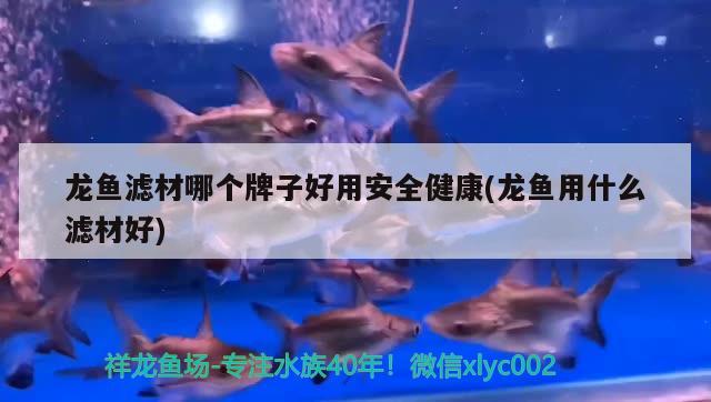 龍魚濾材哪個牌子好用安全健康(龍魚用什么濾材好)