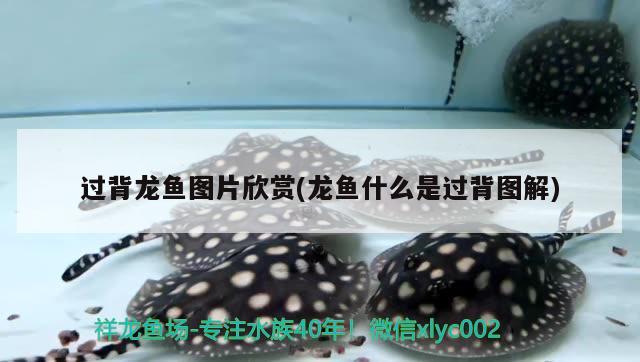 過(guò)背龍魚(yú)圖片欣賞(龍魚(yú)什么是過(guò)背圖解) 廣州水族器材濾材批發(fā)市場(chǎng)